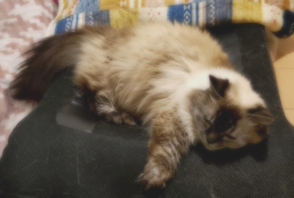 raminyan's tweet photo. なんもしたくない #マンチカン #ねこかわいいね https://t.co/1O3Du4hoBg