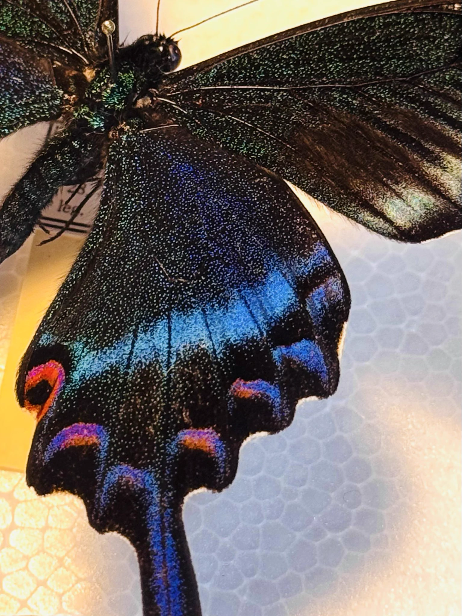 美麗 ミヤマカラスアゲハ 朝際イコ🦋𝑰𝒄𝒐𝑨𝒔𝒂𝒈𝒊𝒘𝒂 on X: 