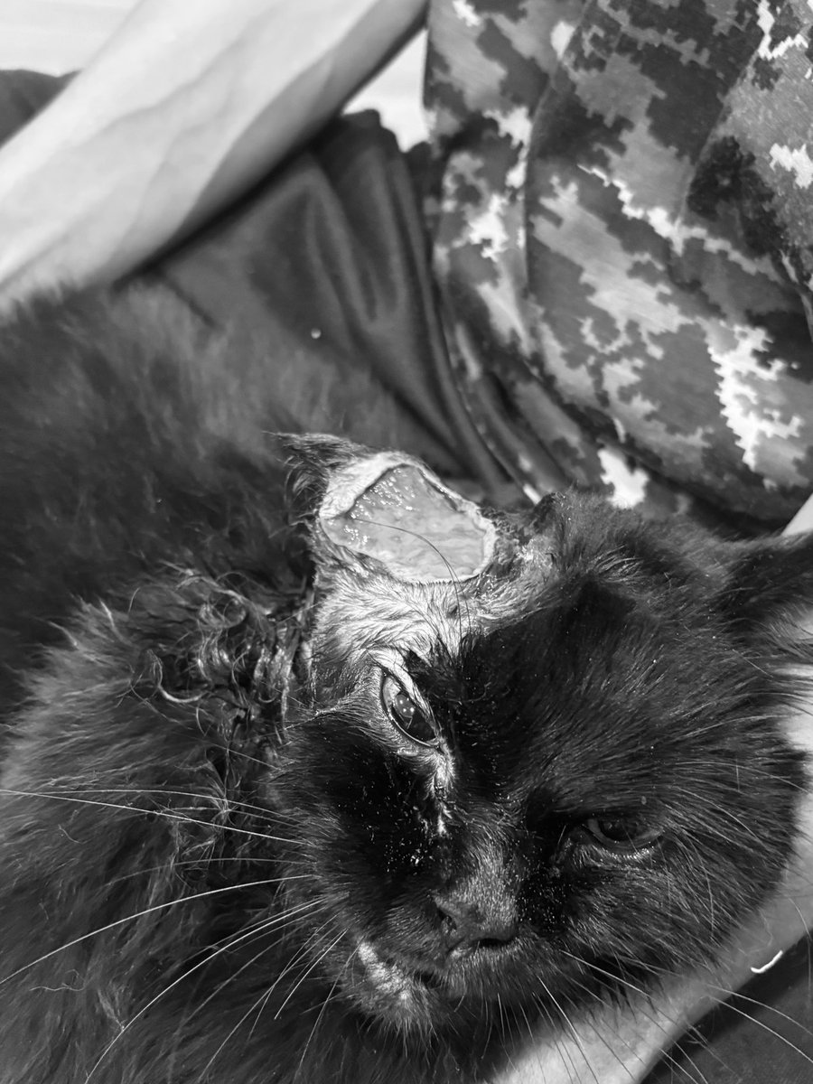 moominahopes's tweet photo. guys, aku mau minta bantuan dan tolong banget kalau bisa di-RT🙏🏻🥺

Kucing aku sekarang lagi sakit dan dokter bilang dia membutuhkan operasi. Kami benar-benar ingin melakukan yang terbaik buat dia, tapi biaya operasinya cukup besar 🙏🏻 
sya gatau hrs dilakukin apa.. sedih banget. https://t.co/SKw3CHk49B