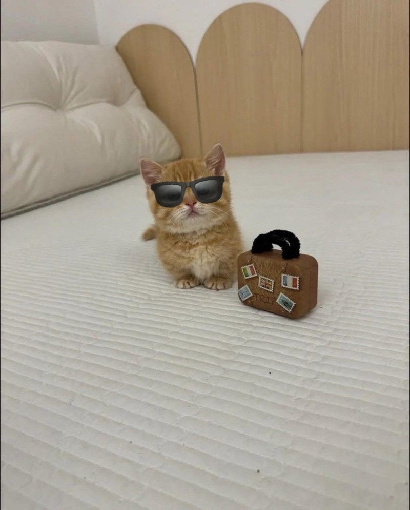 fluffy_Yeonjun's tweet photo. 🐱👜✨ https://t.co/wcZ0rt2qZl