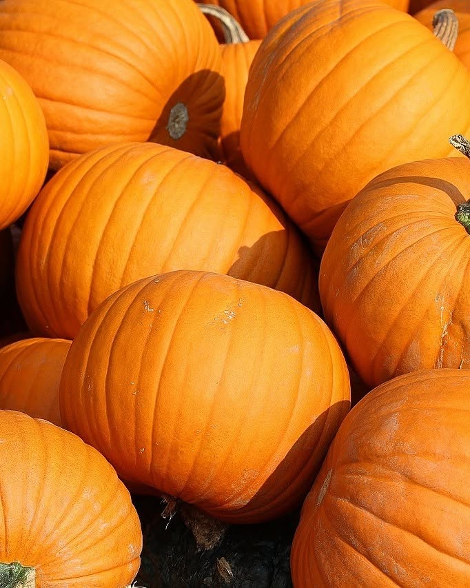 SalonHyT's tweet photo. Con la llegada del otoño, las cocinas renuevan sus propuestas con productos que reflejan la riqueza de cada temporada 🍂

En Málaga, esta época nos trae sabores como la granada, el caqui, la uva, la calabaza, las setas, los cítricos y los frutos secos.

🍇 Apostar por el producto de temporada es también apostar por una cocina más sostenible, conectada con el territorio y con los productores locales.

#Gastronomía #Hostelería #ProductoLocal #Málaga #SalónHyT