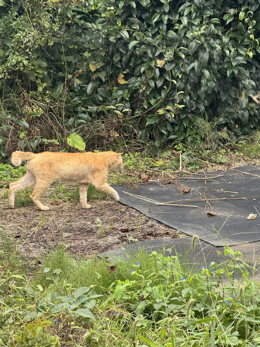 denisumaso's tweet photo. ウチ山に生息する野生動物、名産品のハバネロ、奇形トマトです。 https://t.co/faIZw0AKEt