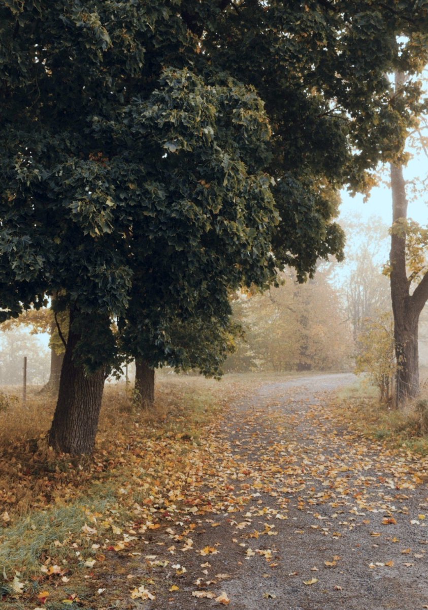 Cpt_Rook's tweet photo. “Autumn is a love affair with the earth, where every leaf is a love letter.”

- Jayita Bhattacharjee https://t.co/nzG1TbmnM4