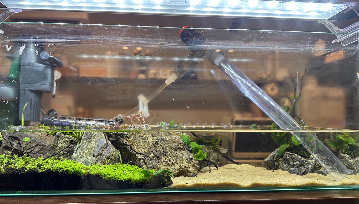 sususun3's tweet photo. 流木に水カビ、ボルビディスが溶け始めた60スリム全換水中
水カビはヤマトさんのオヤツになるかな〜と30スリムにぶち込んでみたらワイルドな水景になった🍄🦐 https://t.co/WLUS4Xog3y