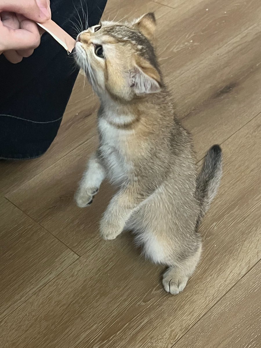 busidun's tweet photo. 自己钻进猫包的雪球
芒果为了吃站起来了
好萌的土豆
买大了买的跟狗一样大 https://t.co/HDp9fv9HT6