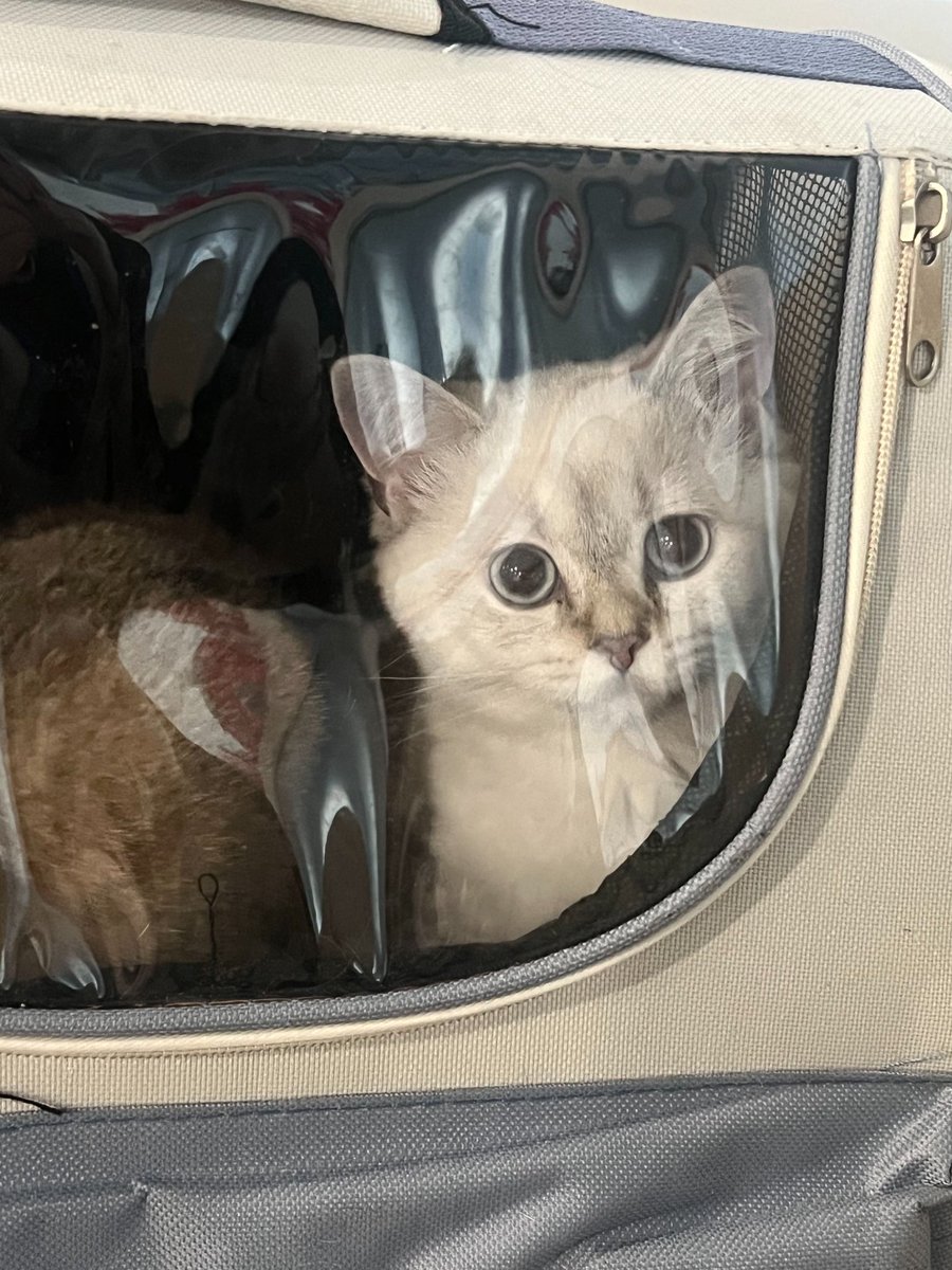 busidun's tweet photo. 自己钻进猫包的雪球
芒果为了吃站起来了
好萌的土豆
买大了买的跟狗一样大 https://t.co/HDp9fv9HT6