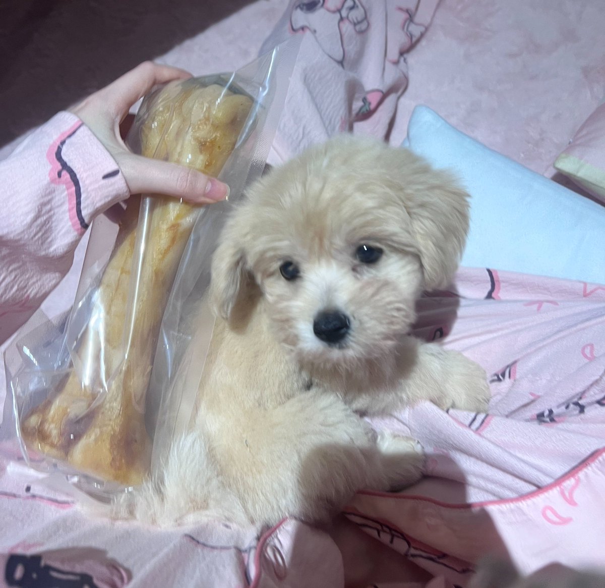 busidun's tweet photo. 自己钻进猫包的雪球
芒果为了吃站起来了
好萌的土豆
买大了买的跟狗一样大 https://t.co/HDp9fv9HT6
