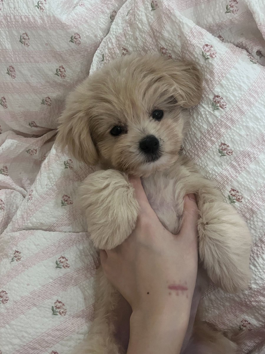 busidun's tweet photo. 自己钻进猫包的雪球
芒果为了吃站起来了
好萌的土豆
买大了买的跟狗一样大 https://t.co/HDp9fv9HT6