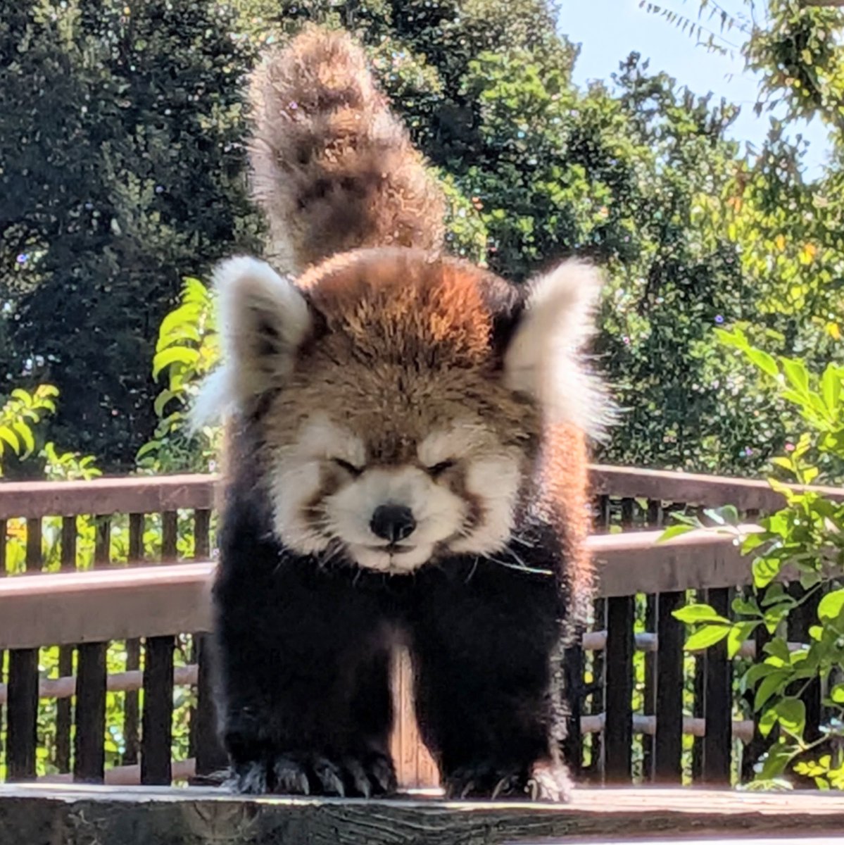 hiro25417789's tweet photo. こちらはお茶目な17歳✨

#到津の森公園 #レッサーパンダ #野風 #珍しく糸目 https://t.co/B3apo11iDt