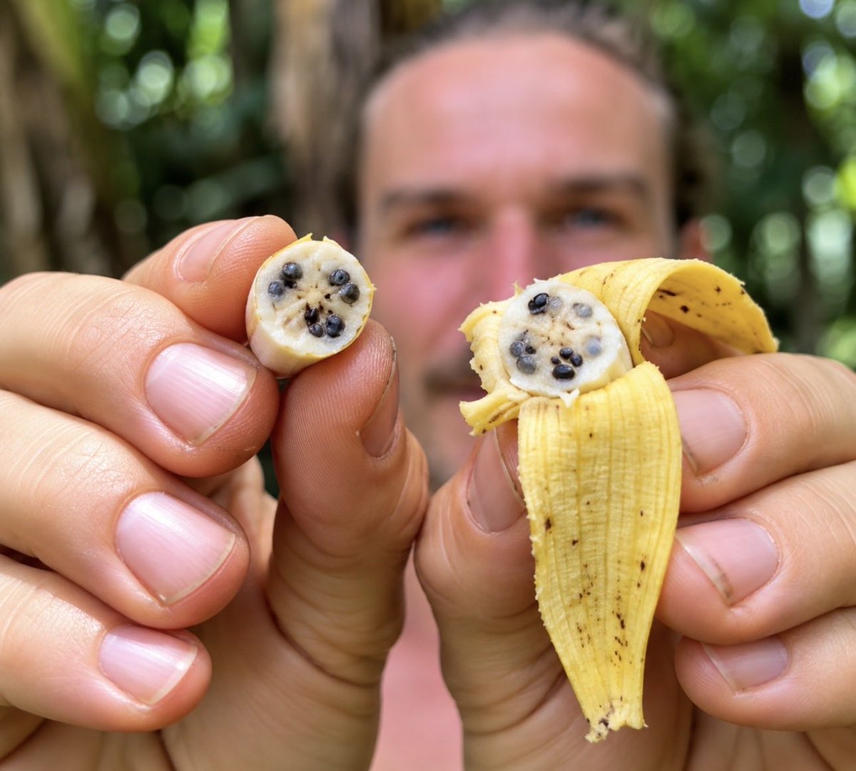 simonmaechling's tweet photo. People worry that biotechnology is “interfering with nature.”

Agriculture has been interfering with nature for 10,000 years.

That’s why bananas don’t look like this. https://t.co/4KNYXTvwYv