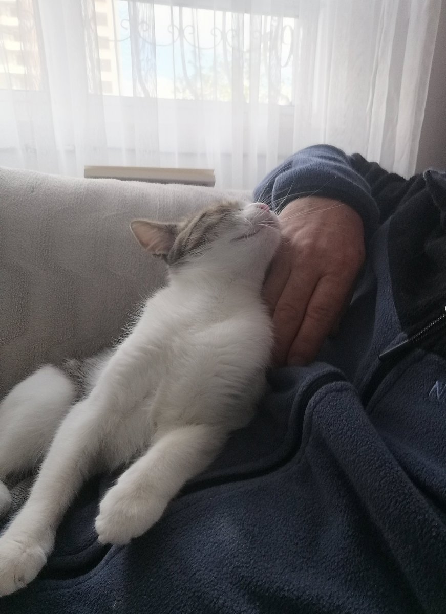 miyavfyahu1's tweet photo. Arkadaşlar 2.kemoterapimi yaptırdım. Kitle biraz küçülürse operasyon olacağım. Acilen bu dört canı sahiplendirmem gerekiyor. Biliyorum çok zor ama yardımınıza ihtiyacım var. Konum Ankara. 👇 https://t.co/vwZwjJfhe5