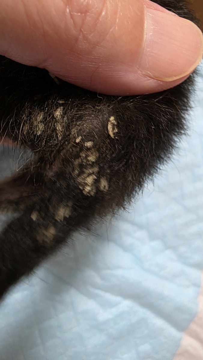 Natuuri98's tweet photo. 閲覧注意です
今、子猫の体に付いてる卵
何かわかる方いますか？
お世話係も初めての経験です。
感染しないか？
孵化したら何になるの💦😭💦 https://t.co/iyo8BR6tjj