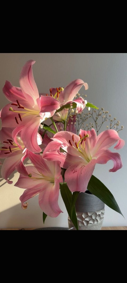 Bloomora80's tweet photo. Pink 🩷 flowers 🌺🌸🌸 https://t.co/fzebdT6FtU