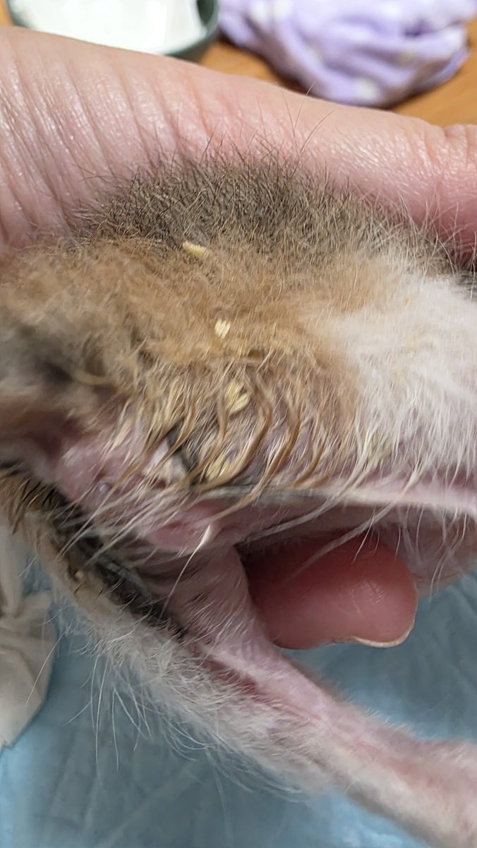 Natuuri98's tweet photo. 閲覧注意です
今、子猫の体に付いてる卵
何かわかる方いますか？
お世話係も初めての経験です。
感染しないか？
孵化したら何になるの💦😭💦 https://t.co/iyo8BR6tjj