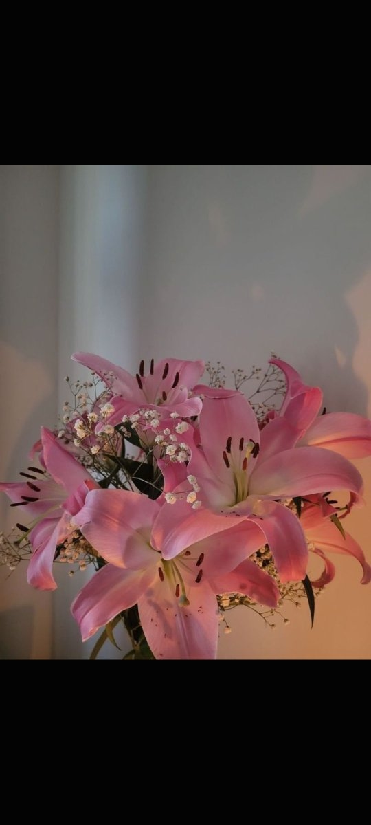 Bloomora80's tweet photo. Pink 🩷 flowers 🌺🌸🌸 https://t.co/fzebdT6FtU