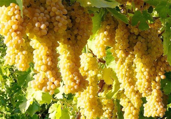 niceparis125's tweet photo. Grape vineyard☘️🍇 https://t.co/lhtJi9pS6Z