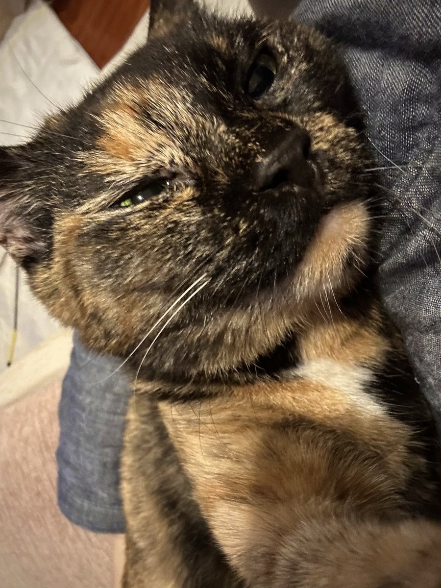 P_caroto's tweet photo. だっこして寝るって
#サビ猫 https://t.co/QzMu6v9R67