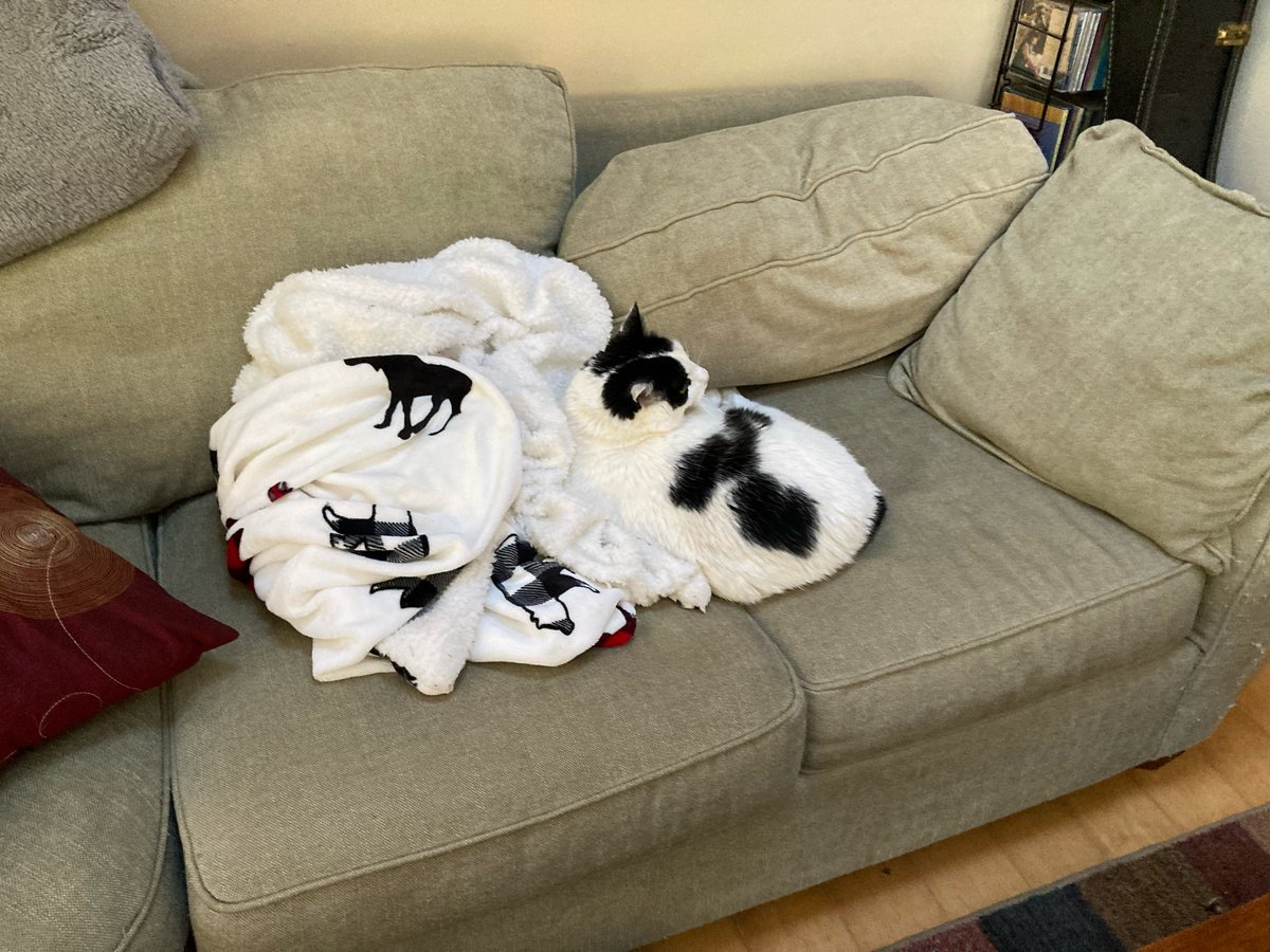 MidgeGoldberg's tweet photo. Blanket? Cat? Cat? Blanket? https://t.co/7HvQrWB9kM