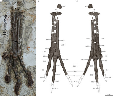 kohtapalaeo's tweet photo. #fossilfriday
Our collaborative paper on a caudipterid oviraptorosaur's foot is now out! 🎉 You can read it here: https://t.co/wvqYs6kzeh https://t.co/WwVcE5yz1S