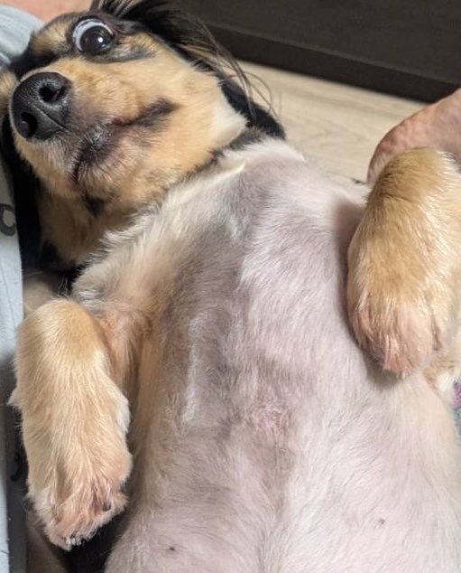 nemusaaan's tweet photo. お腹を撫でろとこちらを見ている https://t.co/dfOLWUnq9R