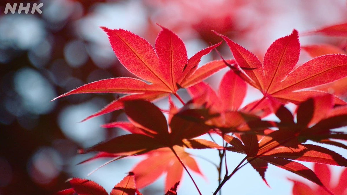 nhk_tokushima's tweet photo. 【いよいよあす放送！徳島県 #上勝町 が舞台です】

#新プロジェクトX
人は誰でも主役になれる
〜徳島 町を変えた葉っぱの奇跡〜

総合📺 26日（土）夜8:07
NHK ONEで同時・見逃し配信✨

詳細🍃🔽
https://t.co/CT0JMFCNxq https://t.co/b0mF3FEyka