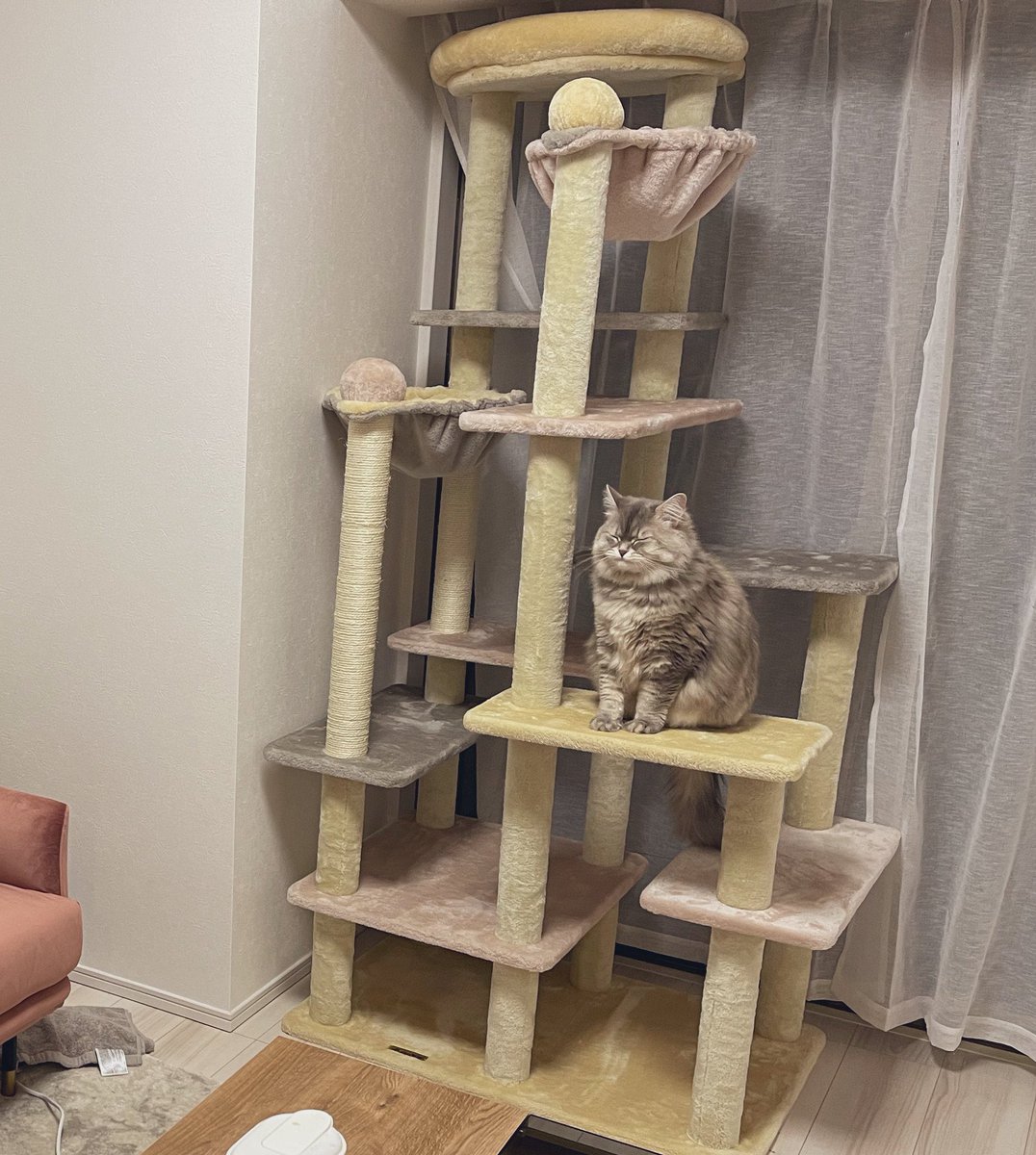 mariemugi2's tweet photo. 新しいキャットタワー組み立てたら、満足げに猫が試乗しにきた😂 https://t.co/lSa7aBGR5D