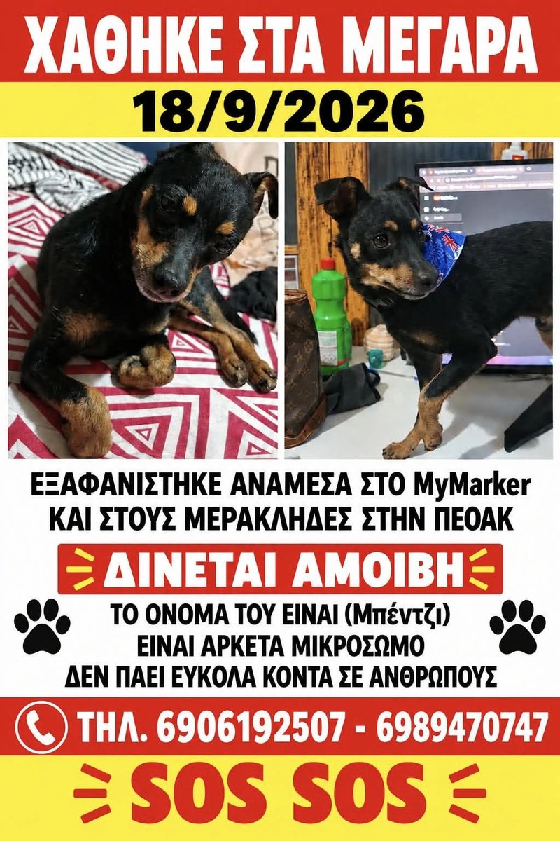 dogg_gr's tweet photo. ⚠️⚠️ Μικρόσωμο αρσενικό mini Pincher αναζητείται στα ΜΕΓΑΡΑ - ΔΙΝΕΤΑΙ ΑΜΟΙΒΗ⚠️ ⚠️ ΔΕΝ θα σταματήσουν η ενέργειες εύρεσης του Μπέντζι ούτε ΛΕΠΤΟ !

Παρακαλώ έστω η παραμικρή πληροφορία μπορεί να είναι χρήσιμη !

🙏 RT / Share: https://t.co/7BoEbZ3J1U

#lostdogg #χάθηκε #σκύλος https://t.co/v4WMZ6fimk