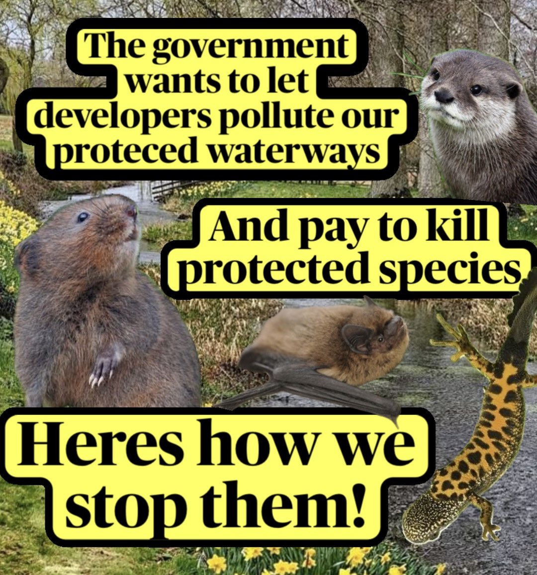 DanicaPriest's tweet photo. Labour’s claims of a ‘win/win’ for nature and development is gaslighting and it needs to stop @andyburnham This 1st environmental delivery plan (EDP) allows 83% of the nitrogen pollution to go ahead in our protected rivers but It’s not too late! Here’s what you need to know 🧵 https://t.co/fubbGSrDj9