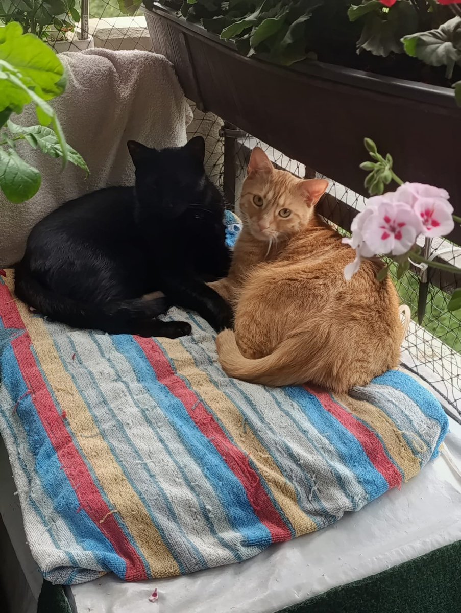 ELumitz46275's tweet photo. @blackscats Hallo guten Tag nein Katerchen liegt auch gerne im Handwaschbeckrn 😄 https://t.co/pTvzwIicY7