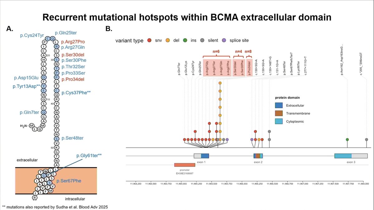 Samer Al Hadidi, MD,MS,FACP (@HadidiSamer) — #IMS26 — Recurrent mutational hotspots within BCMA extracellular domain