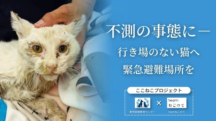 READYFOR_cf's tweet photo. 急増する猫の保護依頼に応えるため、尼崎市に緊急保護シェルターを開設します。

飼い主の入院や孤独死で行き場を失う猫たちが増加し、ボランティアの負担も限界に。シェルター開設で迅速な保護と負担軽減を���指します。

保護活動を変える新たな仕組みをつくる拠点に、どうかご支援をお願いいたします。
https://t.co/HArp5OOPfR