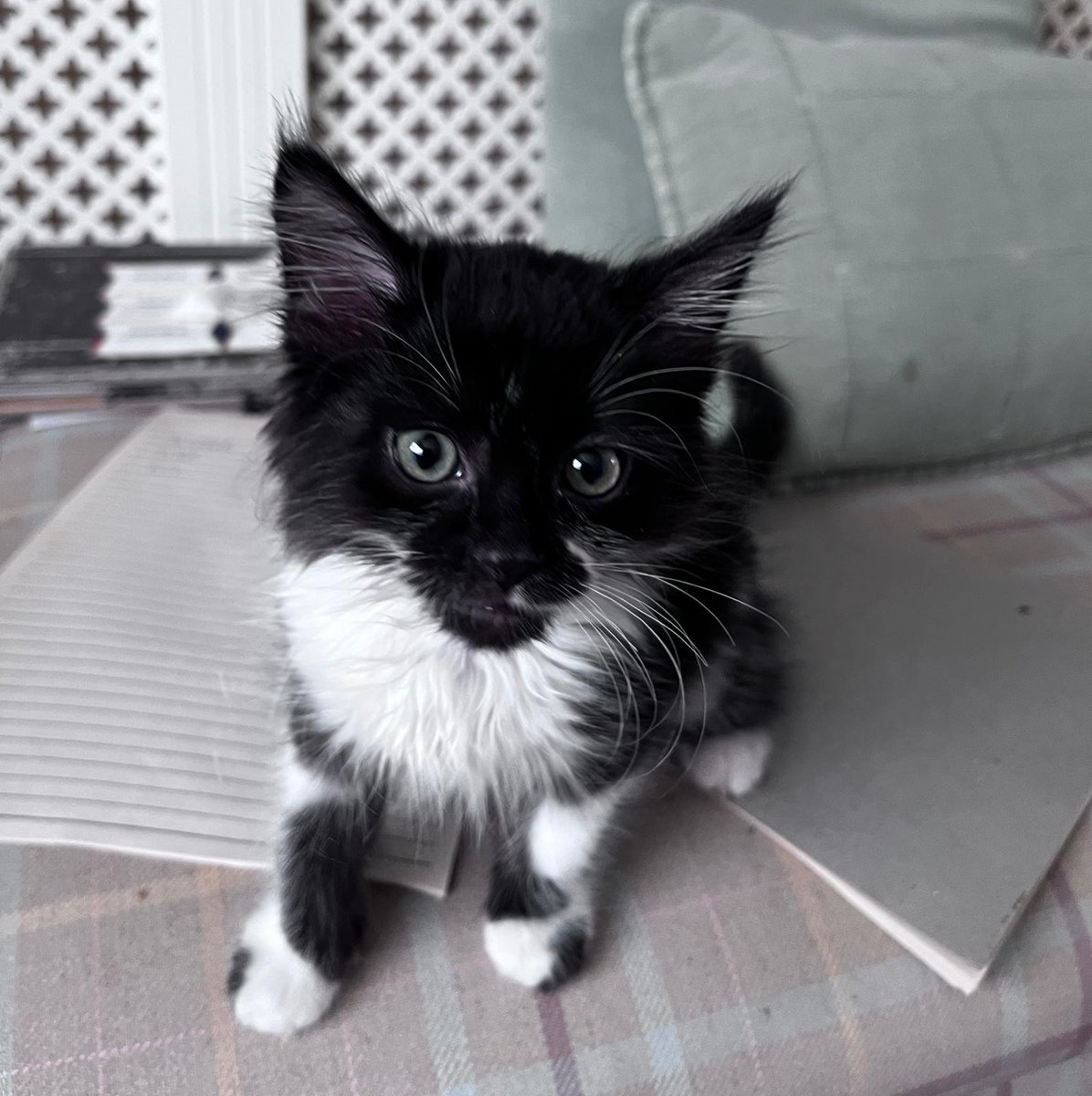 CatRescueKT14's tweet photo. 🐾 Happy Friday from our little squirt, Dusty! 🐾

Just popping those gorgeous little whiskers in to wish all our amazing supporters a fabulous Friday! 😻

Have the best day, everyone! ❤️🐾

#ByfleetCatRescue #HappyFriday #Dusty #RescueCats #KittenLove https://t.co/CvkZcO9PEz
