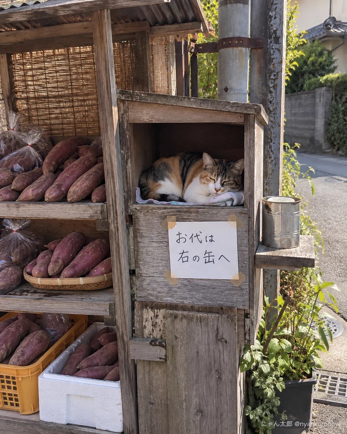 にゃん太郎様 にゃん太郎｜猫画像｜Funny Cats on X: 