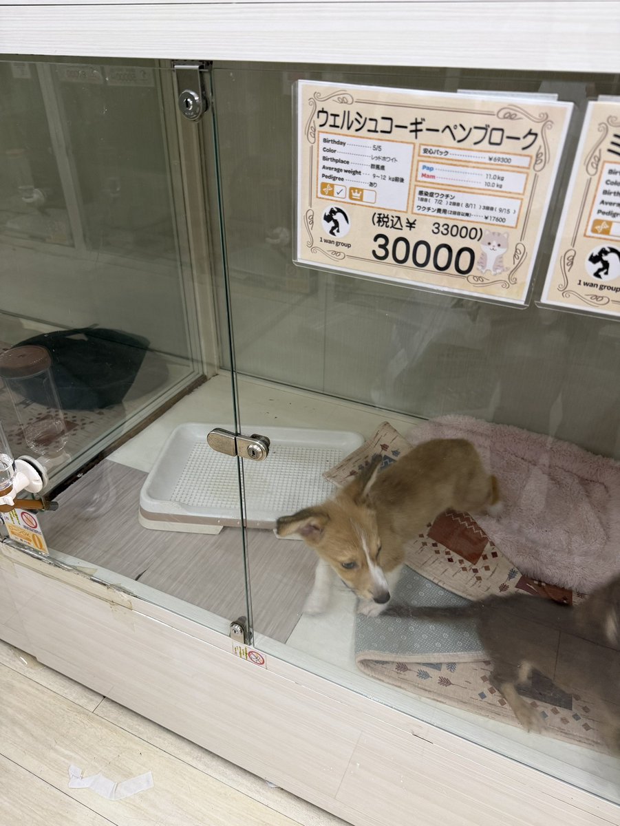 corgi_bon's tweet photo. 【拡散希望】
ずっと様子を見てたコギさん、なかなかお家が決まらないようです…
もしワンちゃん探してて興味のある方いらっしゃいましたら会いに行ってみてください😭

ペットショップWAN横浜店 https://t.co/G5EGQIH3H3 https://t.co/mJoqLg6dcy