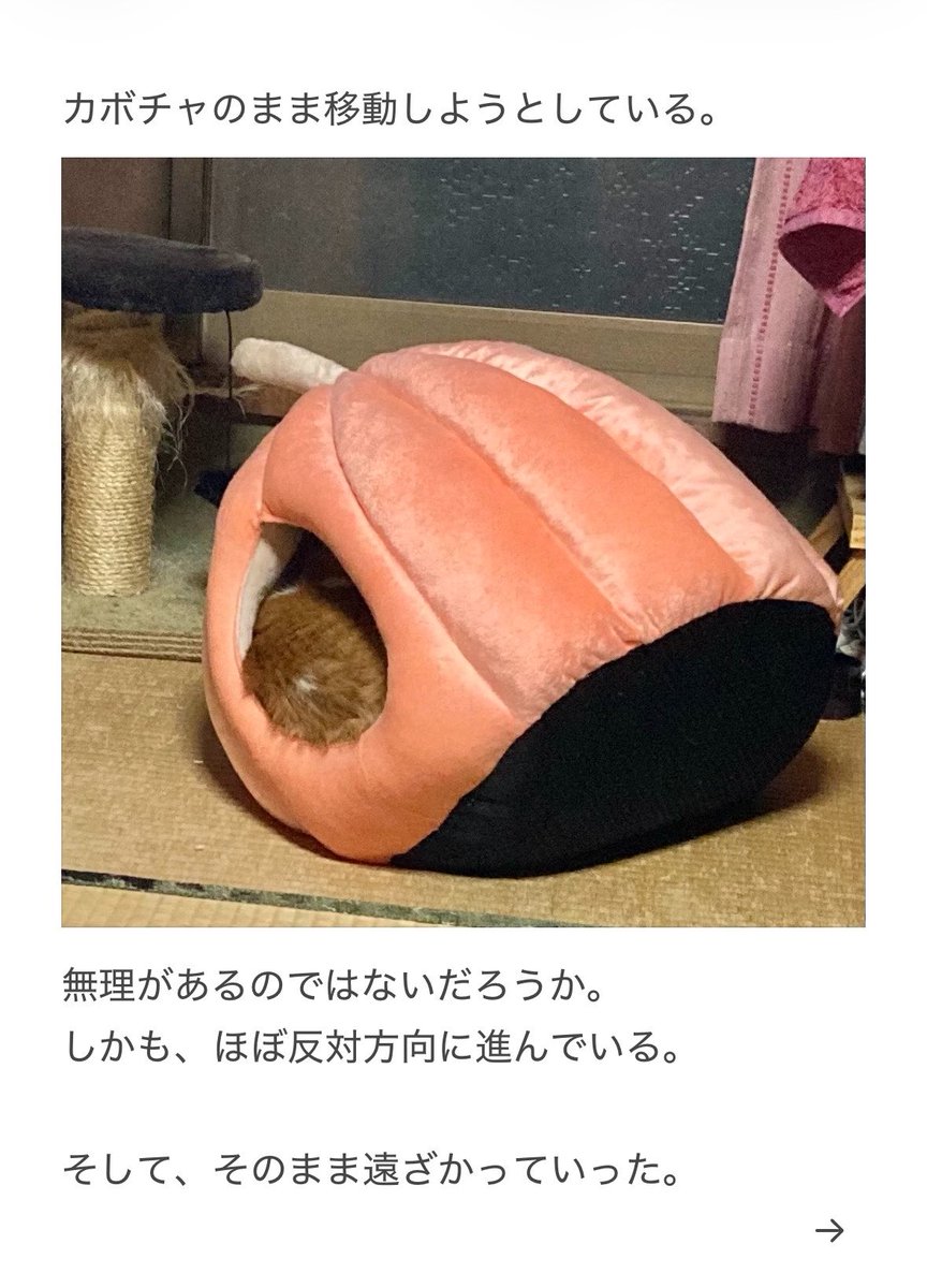 yalalalalalala's tweet photo. 【猫用のベッドの注意】 https://t.co/boKMYcBoDM