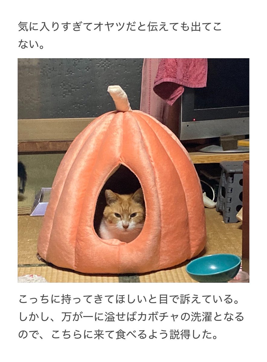 yalalalalalala's tweet photo. 【猫用のベッドの注意】 https://t.co/boKMYcBoDM