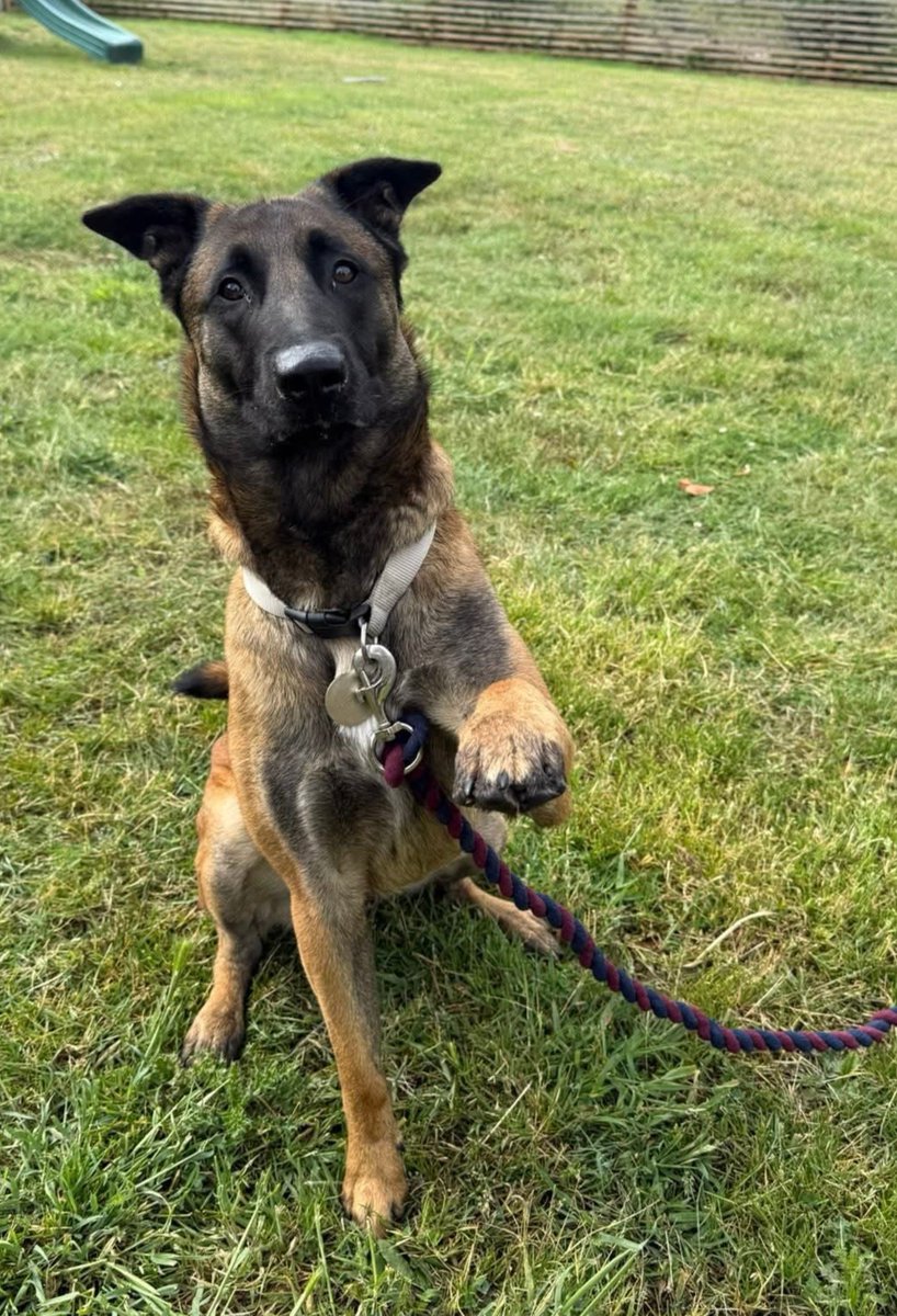 gsrescueelite's tweet photo. 🥳 Happy 3rd Birthday Drogo 🥳 

Drogo will be celebrating with his pals at the #Essex kennels and hopefully his next birthday will be in a home 🏡 

#dogs #GermanShepherd #HappyBirthday https://t.co/g3g2eMkfcJ