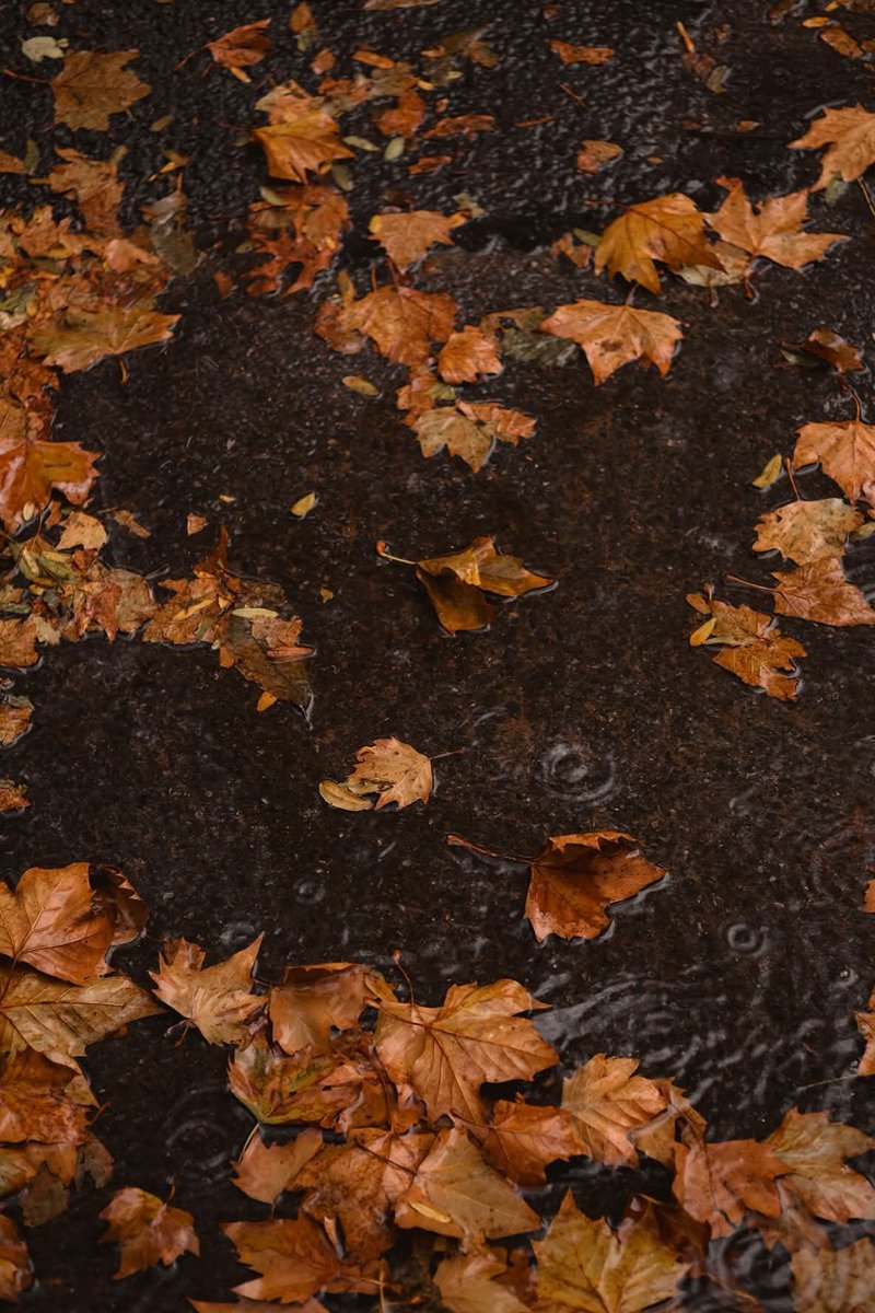 Alina_bloom79's tweet photo. Autumn is here.. https://t.co/AeuIK4W7tS