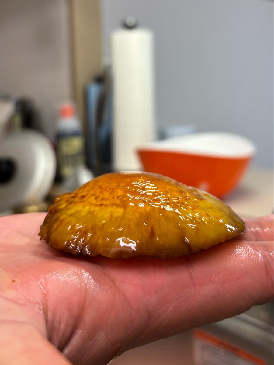 ck323cm_2's tweet photo. 【キノコ博士求む】
旦那が会社でキノコをもらってきました。
会社の人は「食べられる」と持ち帰って行ったそうですが、本当に食べられるキノコでしょうか？
有識者の方いましたらお願いします🍄🙇‍♀️

ちなみに生えていた場所は倒木に生えていたそうです⚠️ https://t.co/tvtn9oxG9j