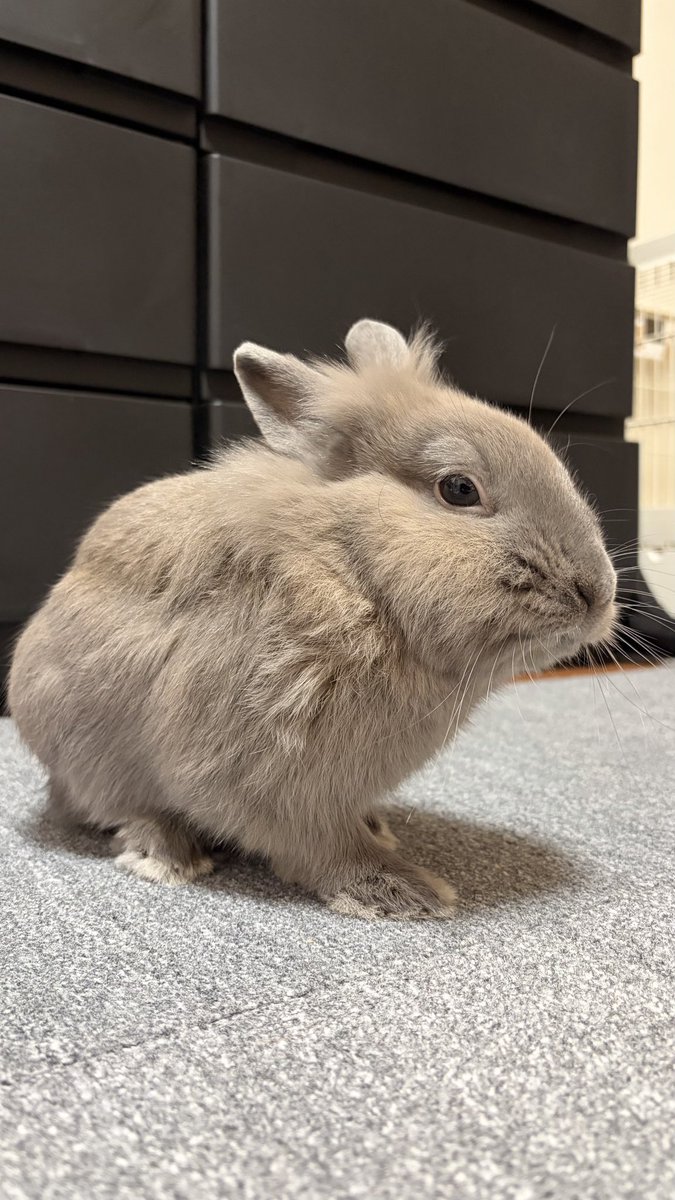 user_null_hoge's tweet photo. 今日は中秋の名月🌙

うさぎは月にいるかな？ https://t.co/Uk8J87gwTd