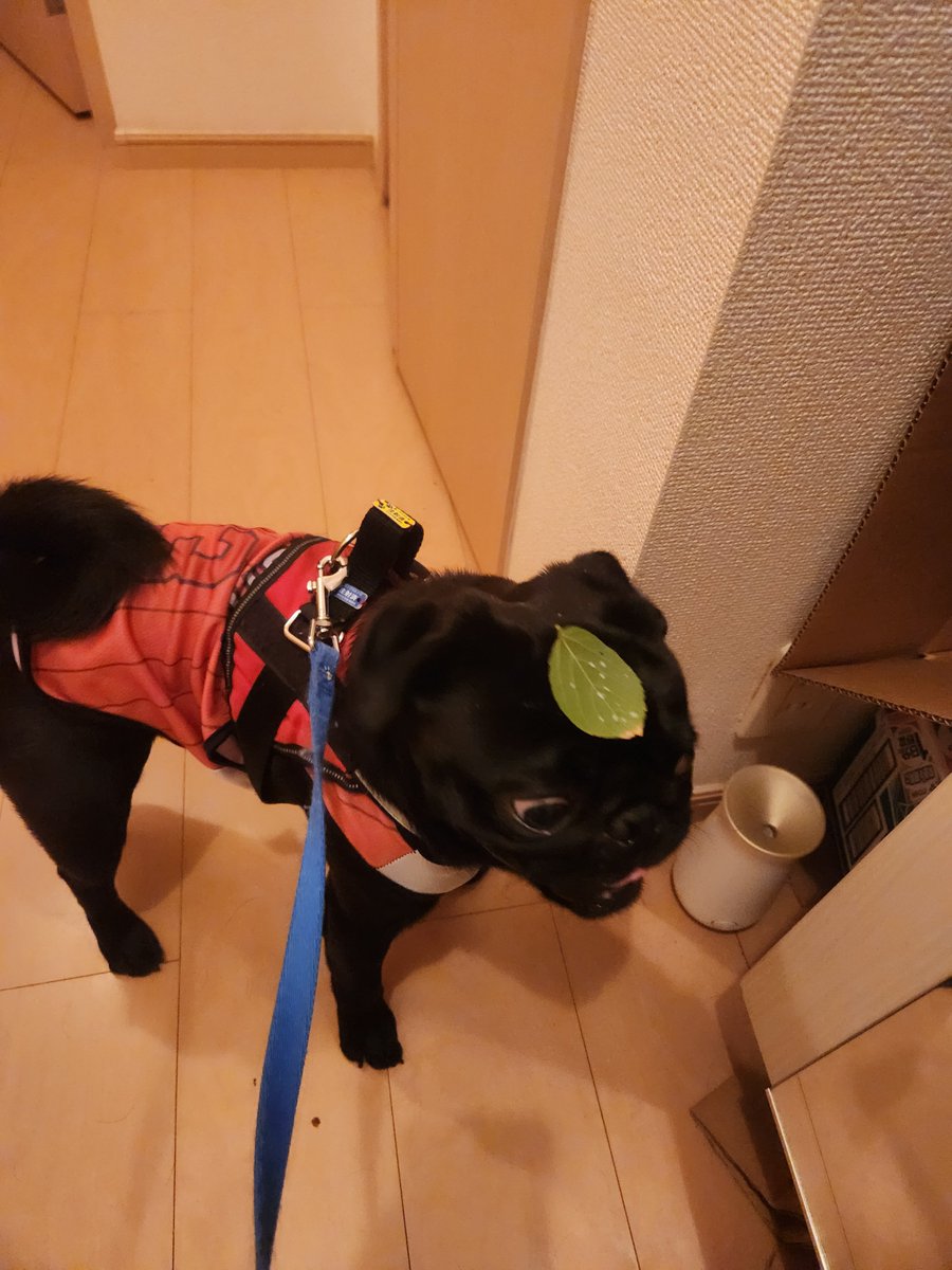 goriwos's tweet photo. なにつけてるの https://t.co/AUmEFqiz2F