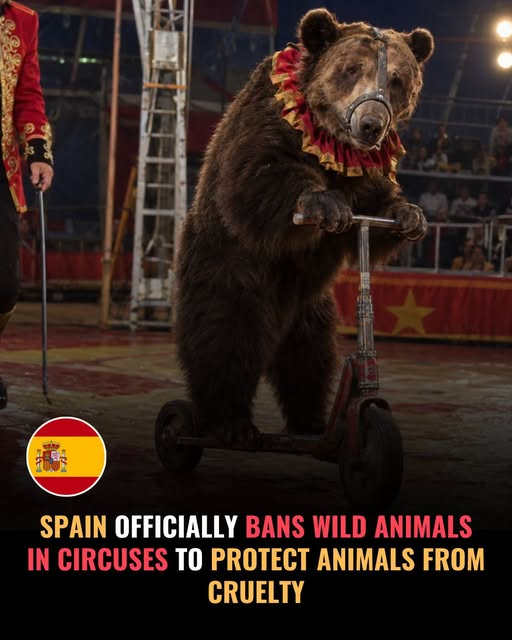 tiger26931's tweet photo. Spain has officially prohibited the use of wild animal species in circus performances under its national animal-welfare framework. The rules also restrict their use in other travelling shows when keeping the animals is incompatible with their welfare. 🇪🇸 https://t.co/sUT16yBZJx