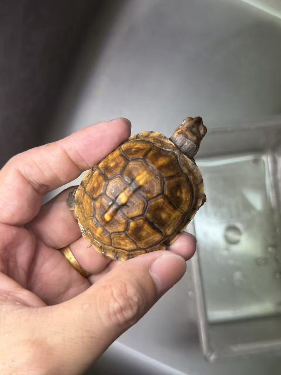 ReptileWanted's tweet photo. トウブハコガメ 26CB個体
V字口で、頭部に赤みが入ったオレンジ系の個体になります。
これからの成長と発色も楽しみな個体です✨
気になる方はお気軽にDMください。
自家サイトにも同時掲載しておりますので、詳細はこちらからご確認いただけます。
https://t.co/S2tP7UMKiC

#トウブハコガメ https://t.co/ofma07HNK5