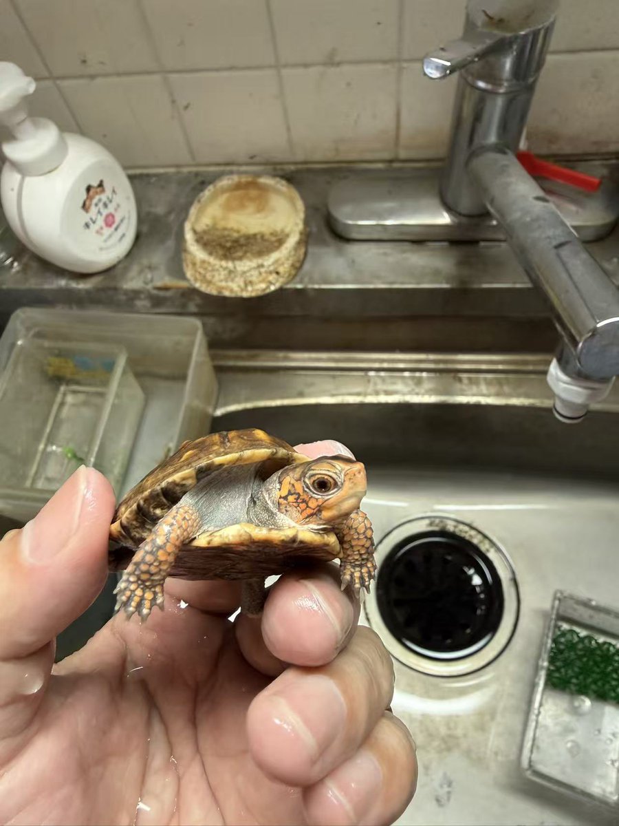 ReptileWanted's tweet photo. トウブハコガメ 26CB個体
V字口で、頭部に赤みが入ったオレンジ系の個体になります。
これからの成長と発色も楽しみな個体です✨
気になる方はお気軽にDMください。
自家サイトにも同時掲載しておりますので、詳細はこちらからご確認いただけます。
https://t.co/S2tP7UMKiC

#トウブハコガメ https://t.co/ofma07HNK5