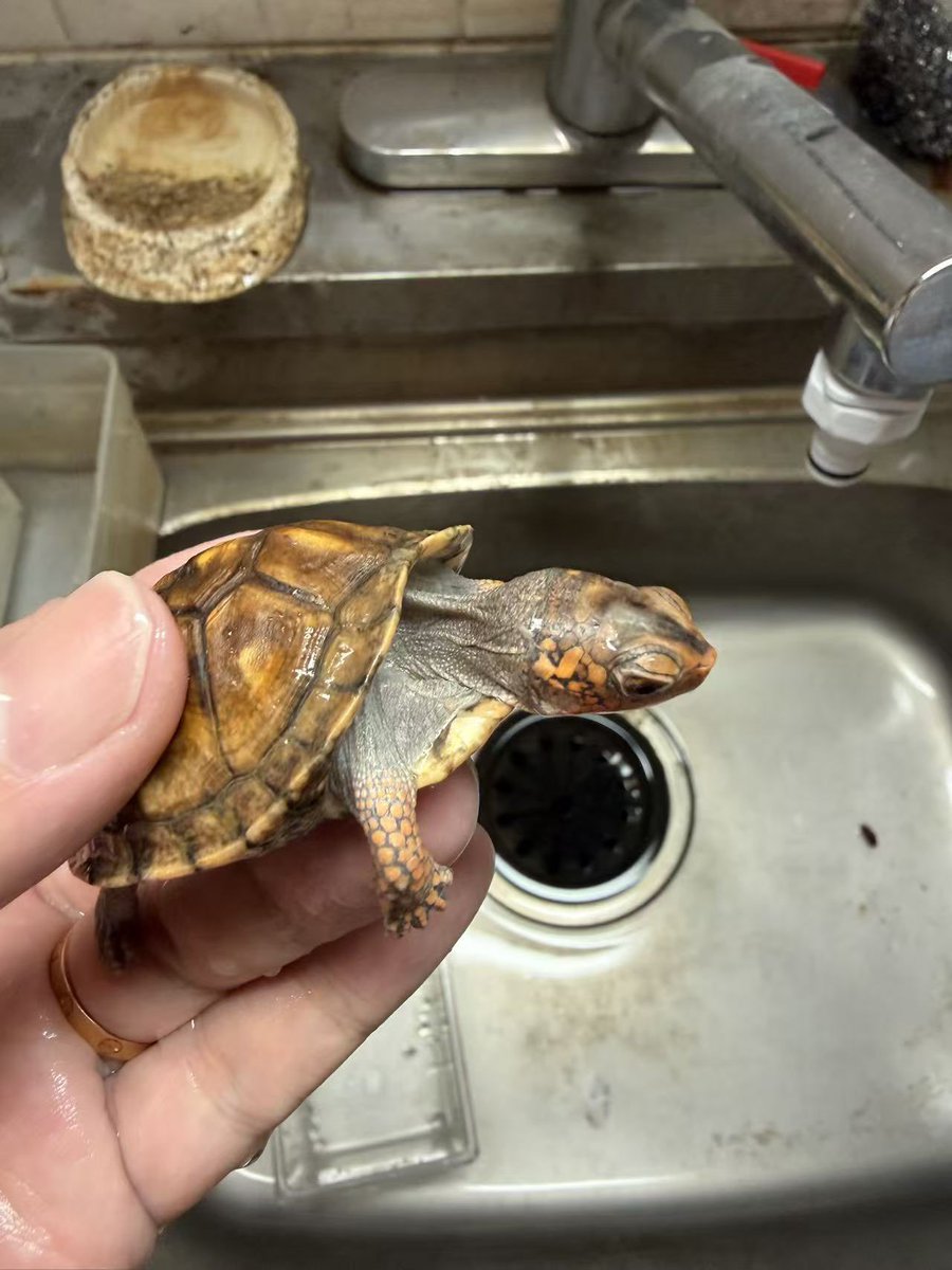ReptileWanted's tweet photo. トウブハコガメ 26CB個体
V字口で、頭部に赤みが入ったオレンジ系の個体になります。
これからの成長と発色も楽しみな個体です✨
気になる方はお気軽にDMください。
自家サイトにも同時掲載しておりますので、詳細はこちらからご確認いただけます。
https://t.co/S2tP7UMKiC

#トウブハコガメ https://t.co/ofma07HNK5