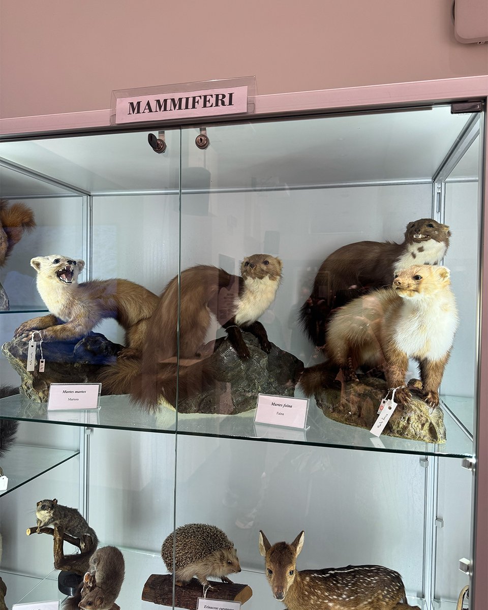 nottericerca's tweet photo. 🦉 Alla scoperta del mondo animale al Museo di Zoologia dell’Unical! 🔍🐾
#SuperScienceMe #NotteRicerca #ERN2026 #Unical https://t.co/FzgMj9sWJ1