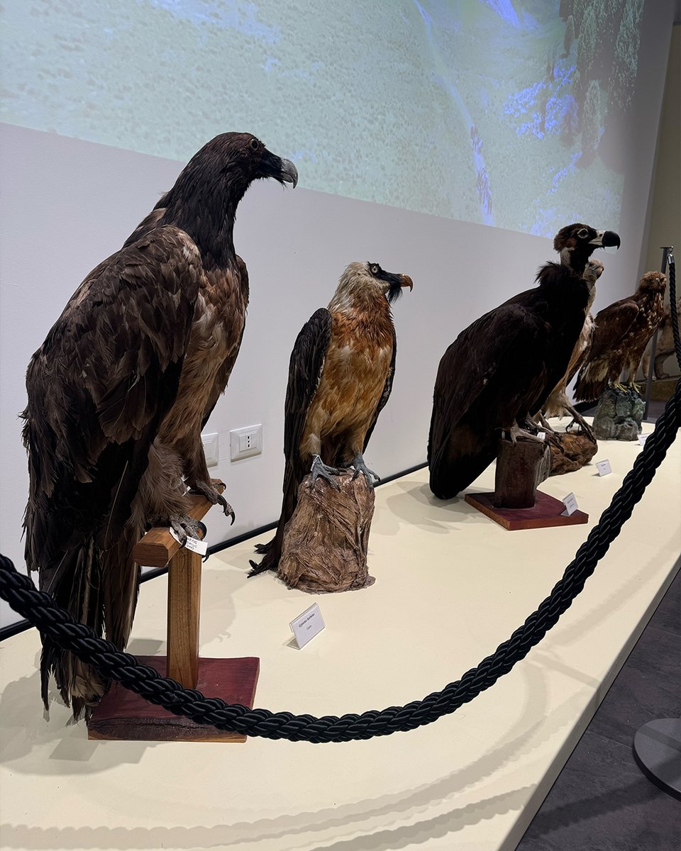 nottericerca's tweet photo. 🦉 Alla scoperta del mondo animale al Museo di Zoologia dell’Unical! 🔍🐾
#SuperScienceMe #NotteRicerca #ERN2026 #Unical https://t.co/FzgMj9sWJ1