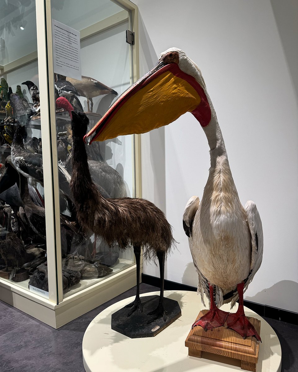 nottericerca's tweet photo. 🦉 Alla scoperta del mondo animale al Museo di Zoologia dell’Unical! 🔍🐾
#SuperScienceMe #NotteRicerca #ERN2026 #Unical https://t.co/FzgMj9sWJ1