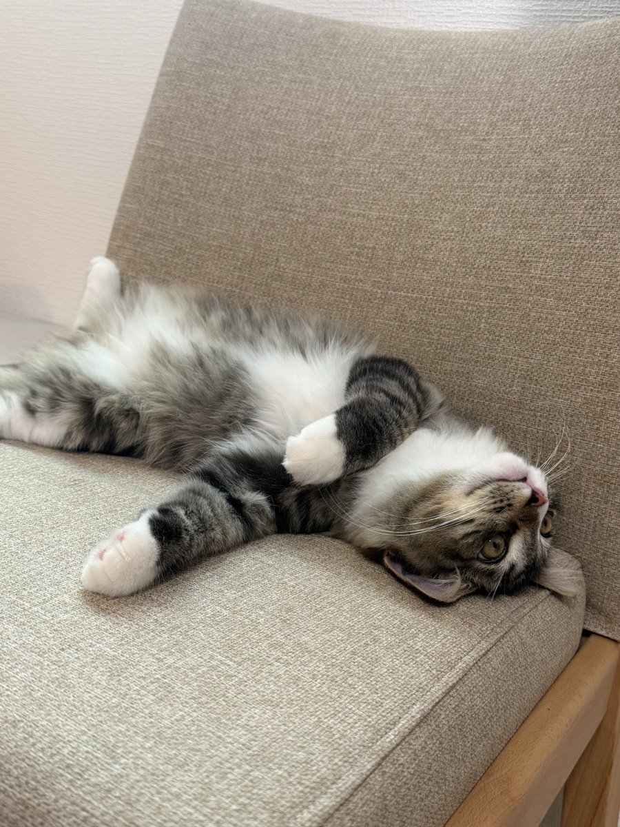 _reon_neko's tweet photo. 可愛いお腹　#猫の居る暮らし https://t.co/IN2RV1Z4Ze
