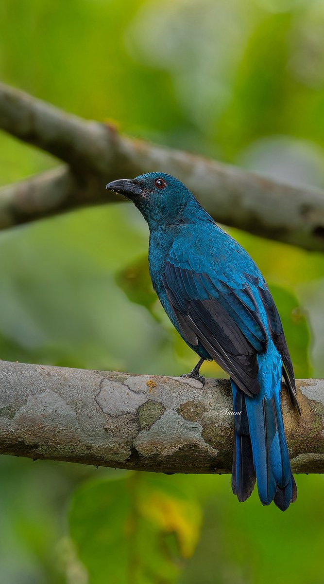 Naturelover380's tweet photo. 'Gorgeous'
A Female Asian Fairy-Bluebird at Port Blair, Andaman &amp; Nicobar Islands

#beautifulbirds #world_bestnature #Birdwatching #bird #BirdPhotography #birding #photoMode  #TwitterNatureCommunity #BBCWildlifePOTD #ThePhotoHour #IndiAves #IndiWild @natgeoindia @NatGeoPhotos https://t.co/vDwHmsqp7e